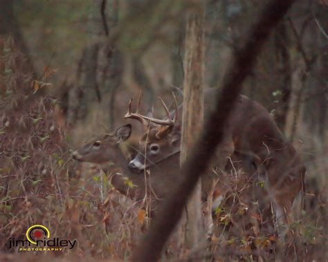 Mating Whitetail Deer Iso Flickr