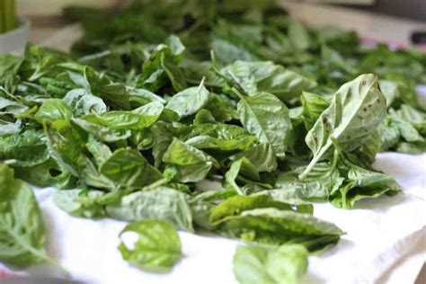 What's the best way to freeze basil leaves so that they remain as fresh as possible and are easy to use in recipes throughout the winter? How to Dry Fresh Basil in the Oven-The Kitchen Garten