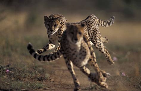 Cheetah Running Cat Animals Hd Wallpaper Peakpx
