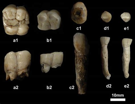 Fossil Teeth Of Gigantopithecus Found From Yunnan Guizhou Plateau