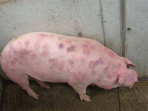 Osbpg Disease And Ailments Erysipelas Oxford Sandy And Black Pig