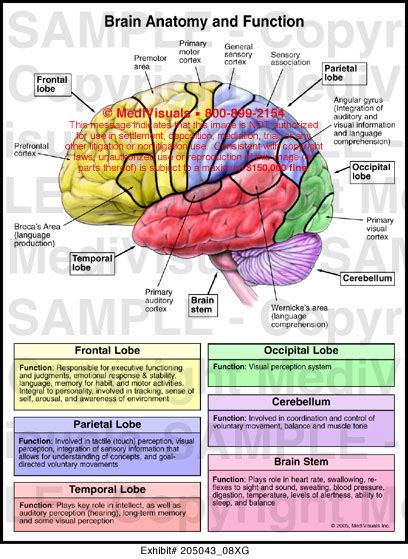Anatomy And Functional Areas Of The Brain Anatomical Charts And Posters