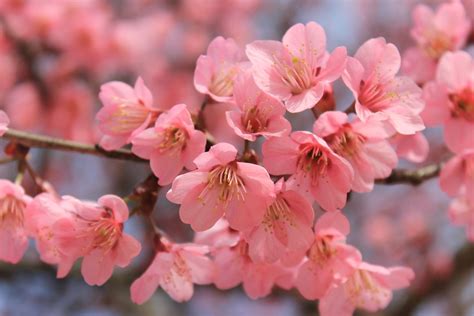 Best Sakura Tree Pictures Hd Download Free Images On