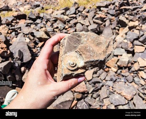 Piedra Pulida Prehistoria Fotograf As E Im Genes De Alta Resoluci N Alamy