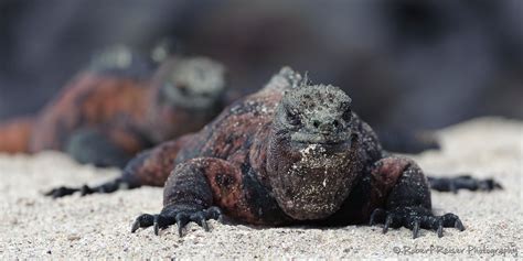 Galapagos Islands Impressions · Robert Reiser Photography