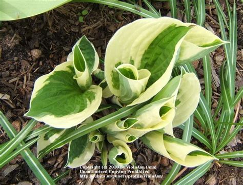 Photo Of The Entire Plant Of Hosta Patriot Posted By Violaann
