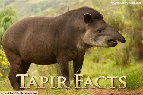 In this section, questions related to scientific names of animals have been asked. Tapir Facts, Pictures & Video: Learn About This Rare ...