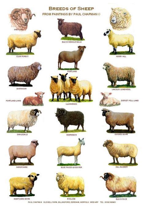 A4 Laminated Postersbreeds Of Sheep 2 Different Posters Sheep Breeds