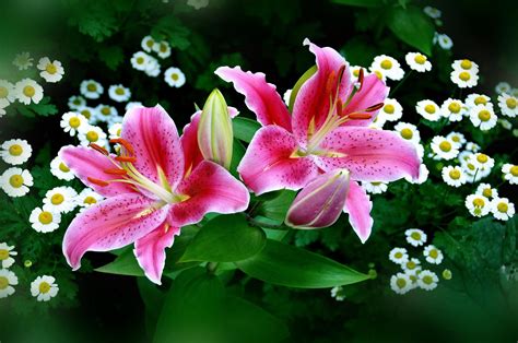 Pin By Kathy Bacon On Fiori Lily Wallpaper Lily Flower Easter Lily