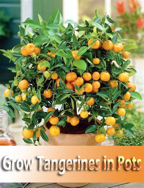 How To Grow Tangerines In Pots Indoor Fruit Trees Dwarf Fruit Trees