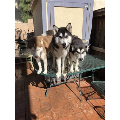 Start searching for your new best friend here and adopt your pet from dogspot. 6 husky puppies for adoption in Irvine, California ...