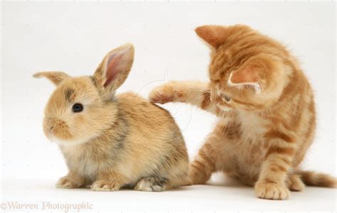 Cute Kittens And Baby Bunnies