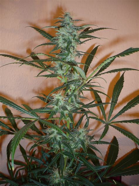 Strain Gallery Super Silver Haze Green House Seeds Pic