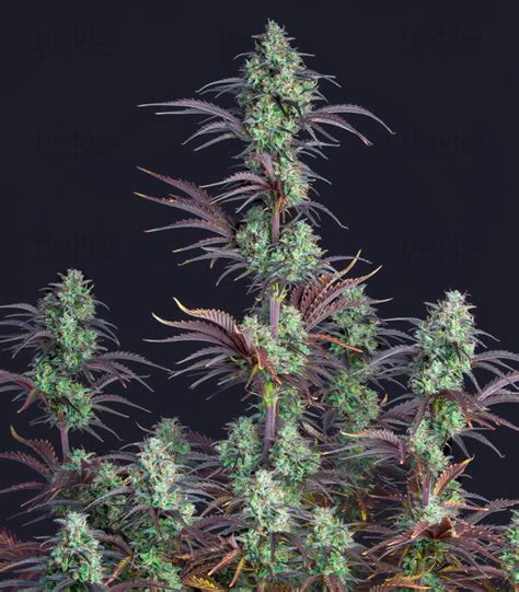 Mimosa Cake Auto Fem Cannabis Seeds For Sale Herbies