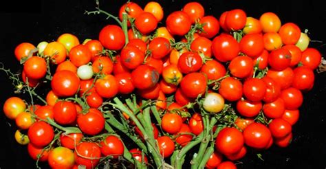 오이 ои — огурцы 24. 유전 공학으로 탄생한 도심형 미니 토마토 | ㅍㅍㅅㅅ