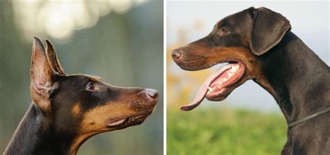 Any medicine i can put on them to help them heal or for pain? To Crop, or not to Crop? | Modern Dog magazine