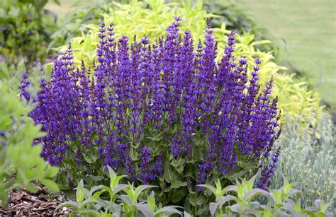 easy to grow perennials better homes and gardens