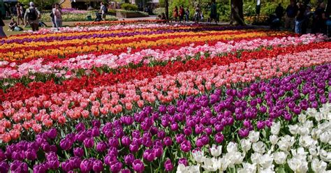 The most beautiful spring garden. 'Bezoeker Keukenhof wordt steeds brutaler' | Binnenland ...