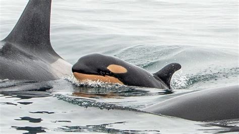 Newborn Killer Whale