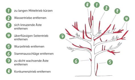 Sollen wunden nach einem baumschnitt versiegelt werden, oder nicht? Obstbaumschnitt