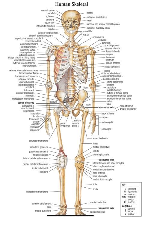 Anatomy Of Bones In Skeleton Bones In The Human Body Human Body Bones