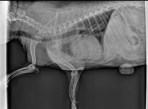 Because lung cancer doesn't typically cause pain or other warning signs in its early stages, many people don't realize while the coughing and bronchitis can cause discomfort, there are other, more painful symptoms — bone aches and headaches — that. Dog Tumor Leg