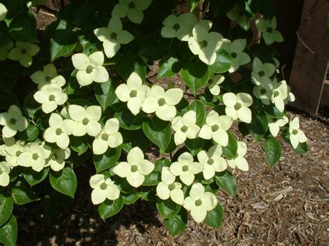 Individual location for cornus kousa ssp. Dogwood Kousa Milky Way | Commercial Nursery Co.