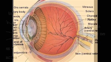 17) azziza smith is regarded by her parents as the apple of their eye who has brought them nothing but joy. Lens Eye Anatomy - YouTube