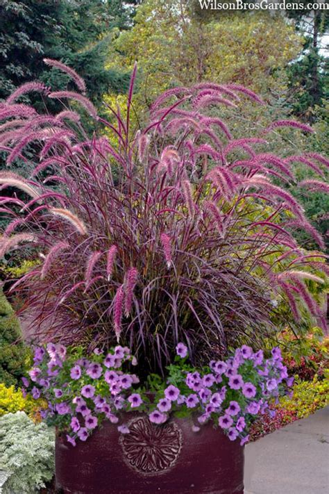 Buy Purple Fountain Grass Pennisetum Rubrum Free Shipping Wilson
