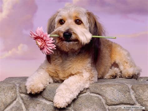 Toy Dog Wallpaper - Dogs Wallpaper (7014259) - Fanpop