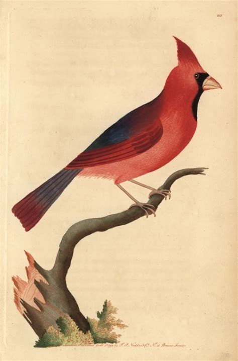 Amazon Northern Cardinal Cardinalis Cardinalis Poster Print By