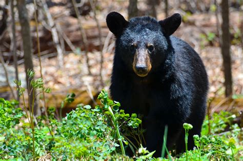 Black Bears Can Be Found Throughout The Great Smoky Mountains National
