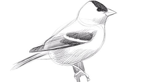 Learn To Draw Birds With David Sibley Audubon