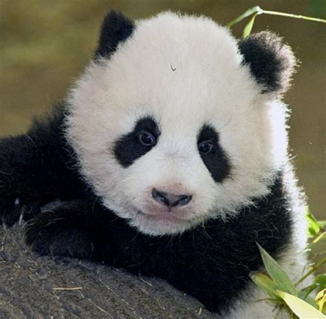 Captive Breeding Panda Cub Dies In Japan 3 Days After Birth Welt
