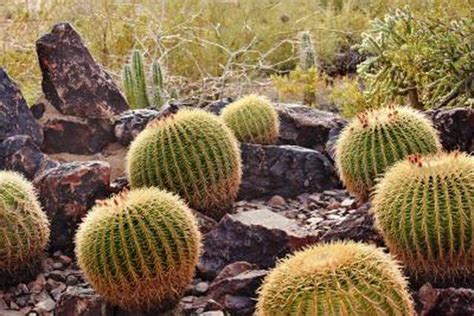 Desert Ecosystem Arizona Cactus Barrel Cactus Desert Mountains