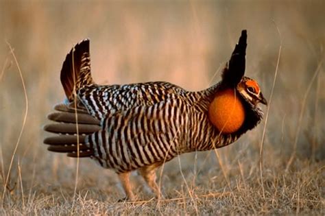 You Are Invited To Iowa To Witness The Dance Of The Prairie Chickens
