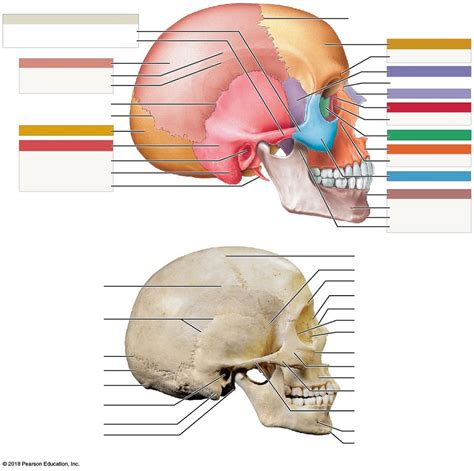 Lateral View Of Skull Diagram Quizlet