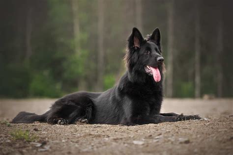 Are Belgian Sheepdogs Separate Breeds