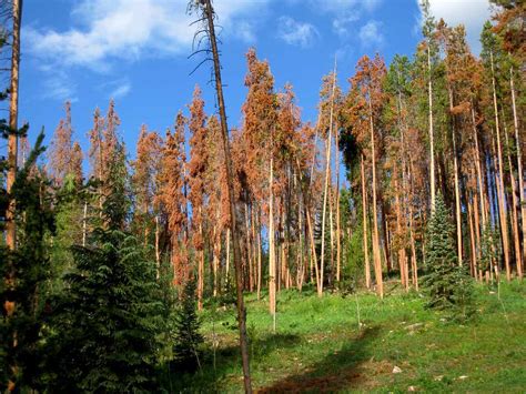 30 Fascinating Facts About The Boreal Forest