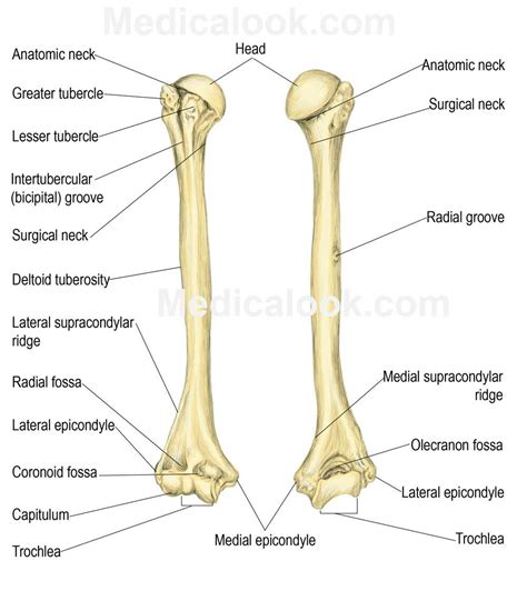 This ulnar view labelled illustration is from 'asklepios atlas of the human anatomy'. Humerus | Анатомия, Анатомия и физиология, Медицина
