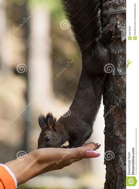 Squirrel Takes Food Stock Photo Image Of Food Curiosity 63870208