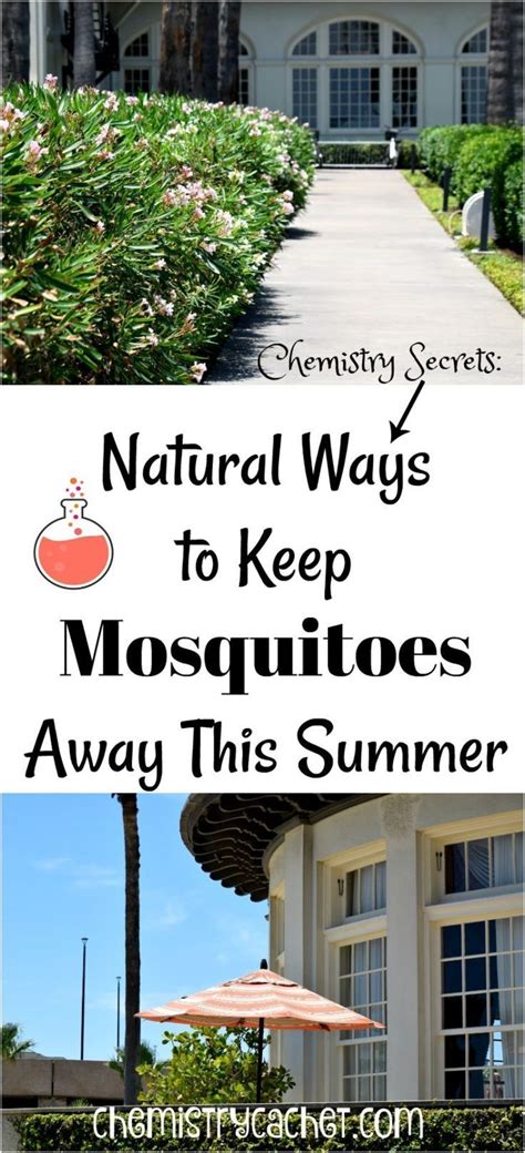 Chemistry Secrets Natural Ways To Keep Mosquitoes Away This Summer