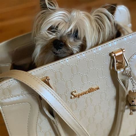 A Small Dog Is Sitting In A Purse