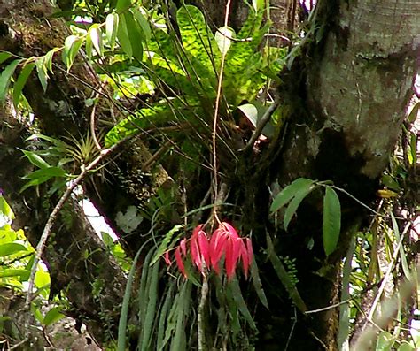 Neotropical rainforest, tropical rain forest, tropical broadleaf evergreen forest. Jungle and Rainforest Art of Costa Rica: "Costa Rica ...