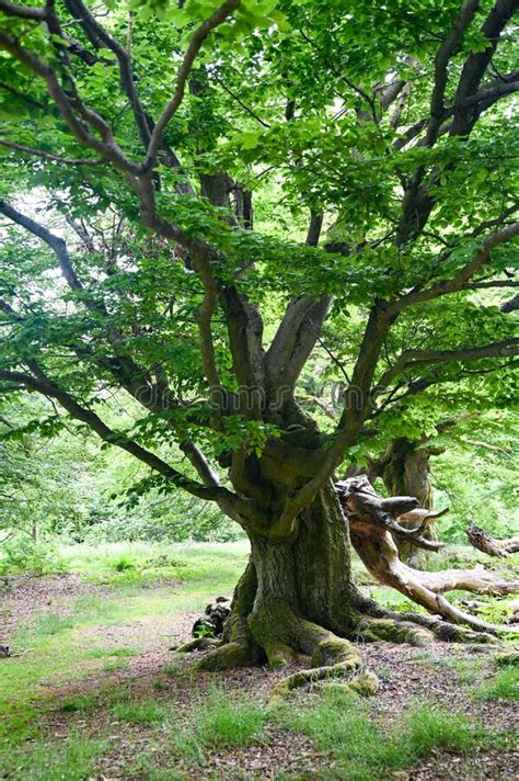 Old Gnarled Tree Stock Photo Image Of Deciduous Mystic 259850494