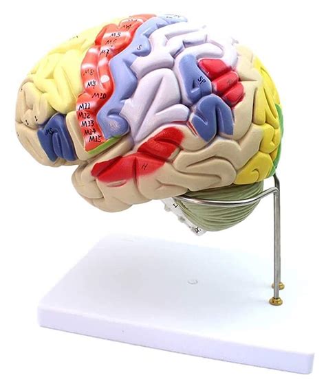 Buy Human Brain Anatomy Model 2x Magnification Human Brain Model