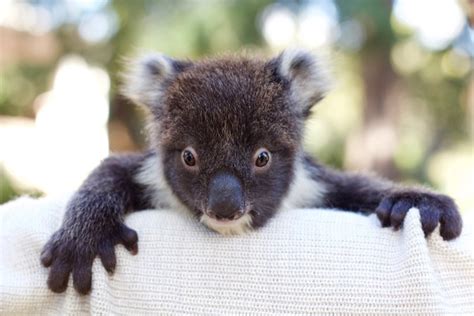 Meet Adelaides Koala Rescue Squad The Adelaide Review