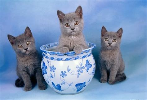 Chartreux Cat Info History Personality Kittens Diet Pictures