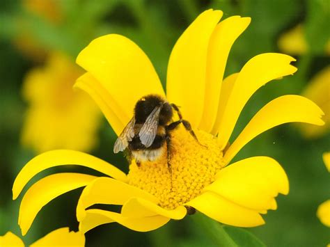 Bumble Bee On Daisy Flower Power Photographs Daisy Bee Animals