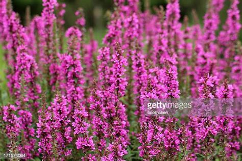 Lythrum Salicaria Photos And Premium High Res Pictures Getty Images